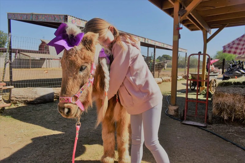 girl hugging a horse