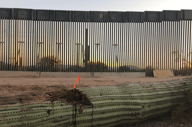 damaged cactus lying on the ground in front of the border wall