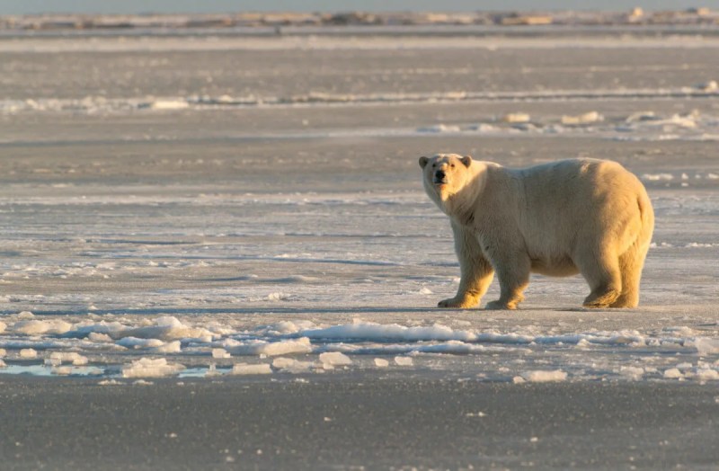 Polar bear in Arctic National Wildlife Refuge