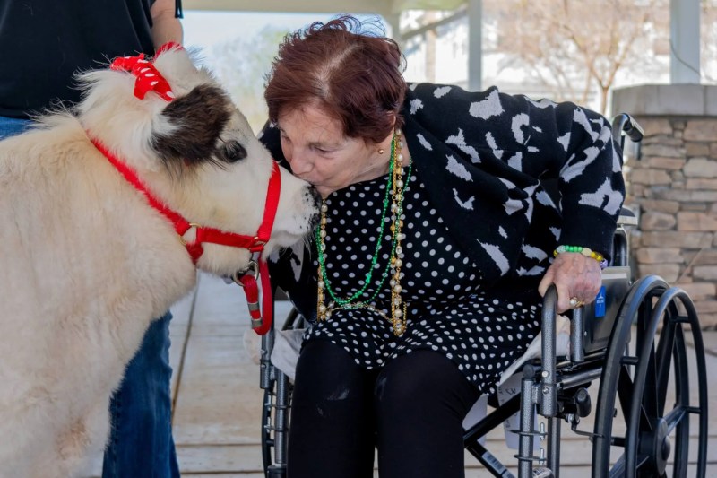 elderly woman kissing the nose of a micro-mini cow