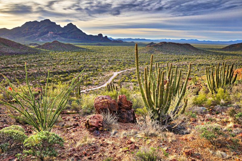 Organ Pipe Cactus National Monument