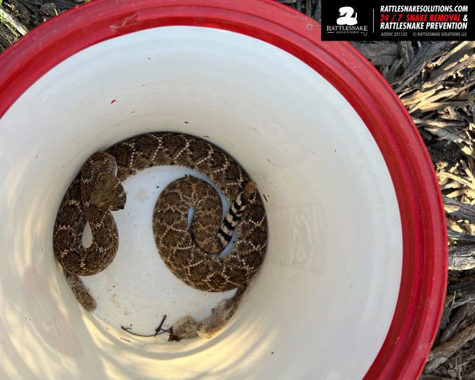 Meet Bryan D. Hughes, Phoenix’s ‘Rattlesnake Guy’