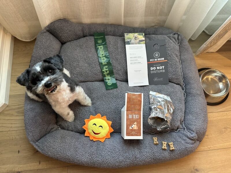 6 best pet-friendly hotels in Phoenix, reviewed