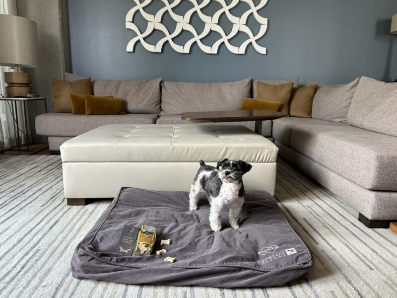 6 best pet-friendly hotels in Phoenix, reviewed