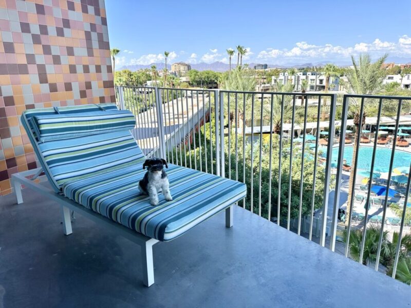 6 best pet-friendly hotels in Phoenix, reviewed