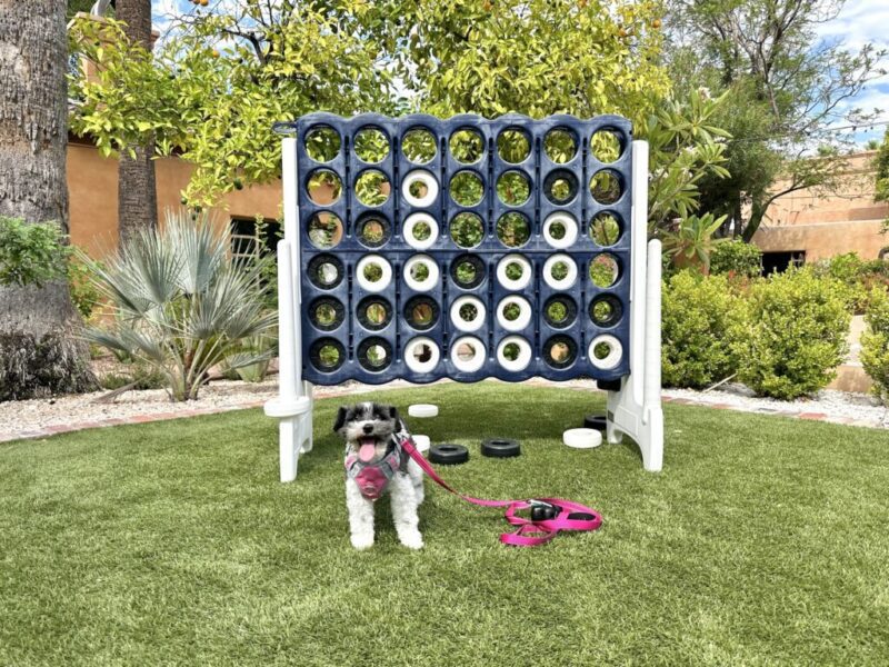 6 best pet-friendly hotels in Phoenix, reviewed