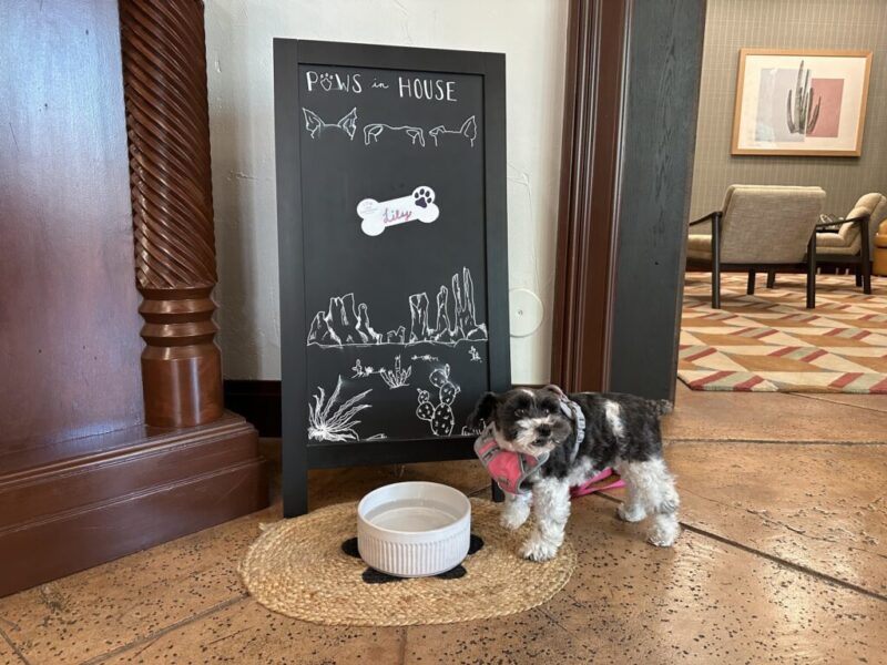 6 best pet-friendly hotels in Phoenix, reviewed
