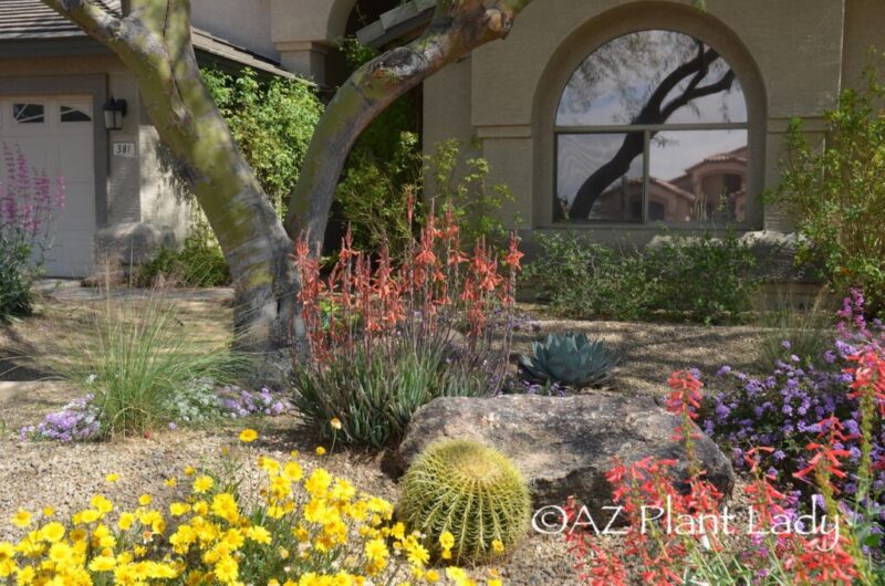 Meet Noelle Johnson, aka the Arizona Plant Lady