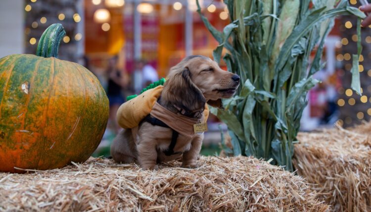 13 fall festivals in Arizona