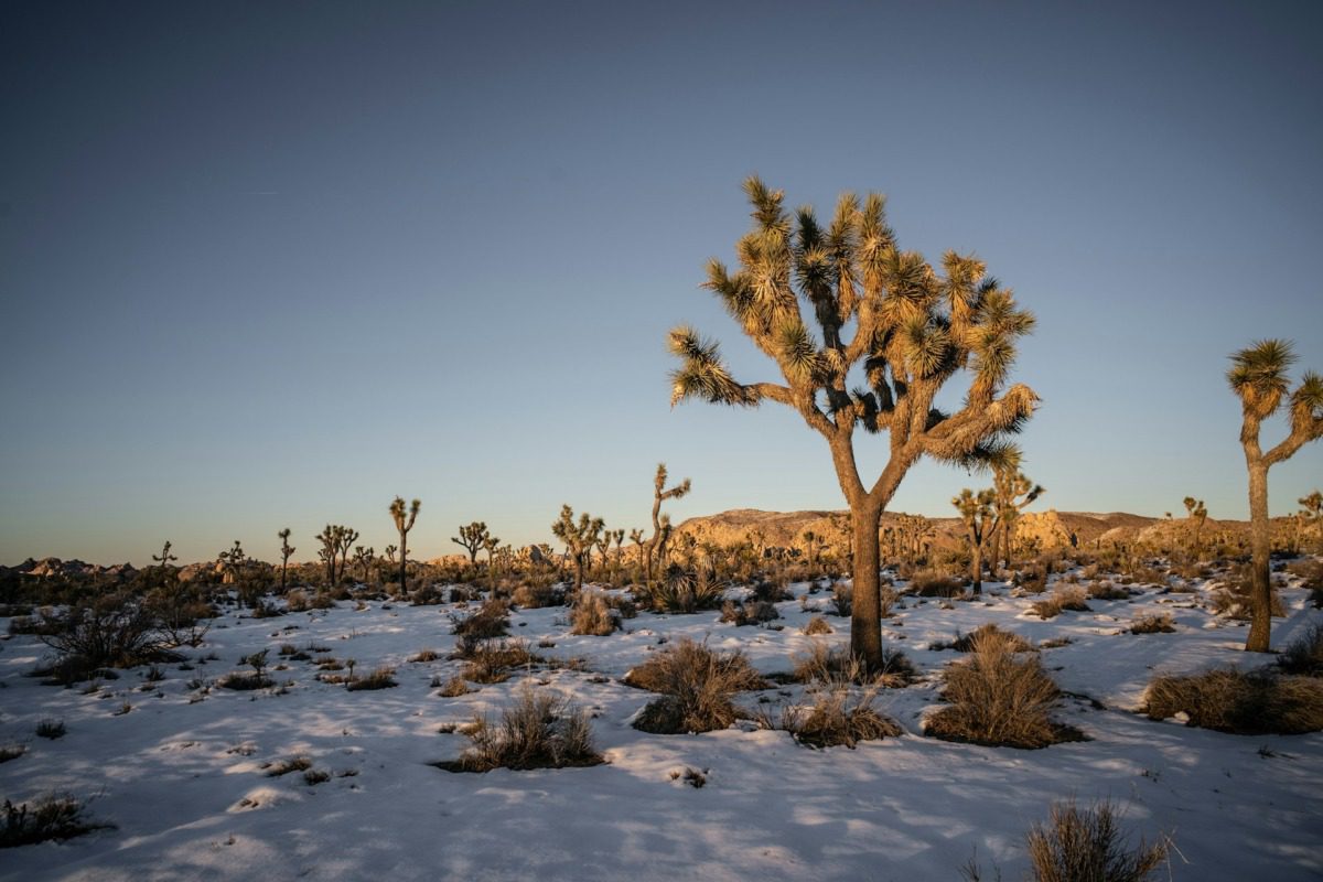 Cactus in an Arizona state park covered in snow.
