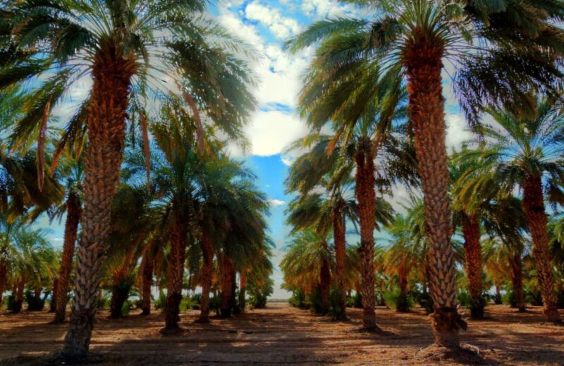 11 Arizona towns with questionable names