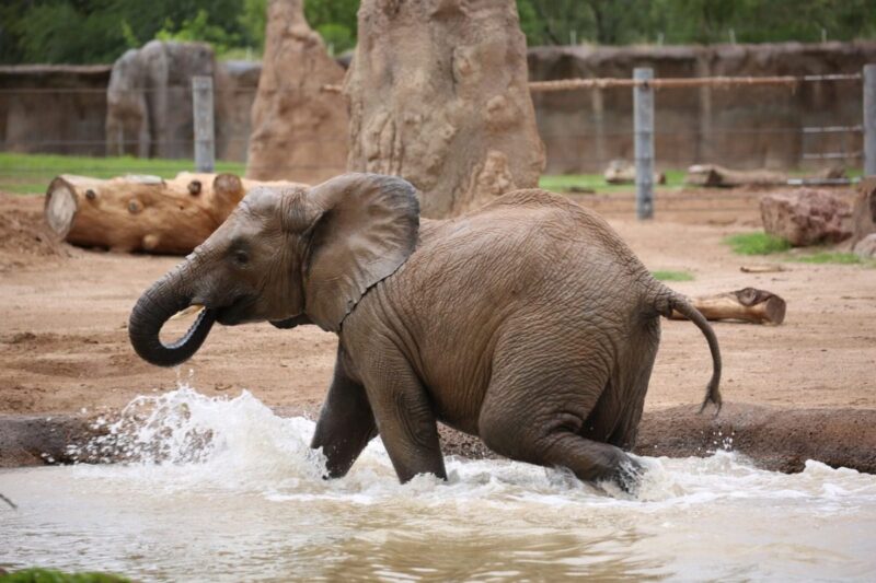 The 5 most ethical animal sanctuaries & zoos in Arizona