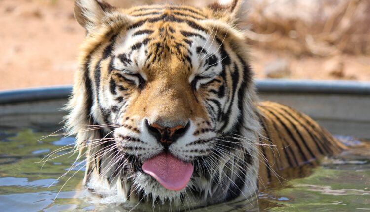 The 5 most ethical animal sanctuaries & zoos in Arizona