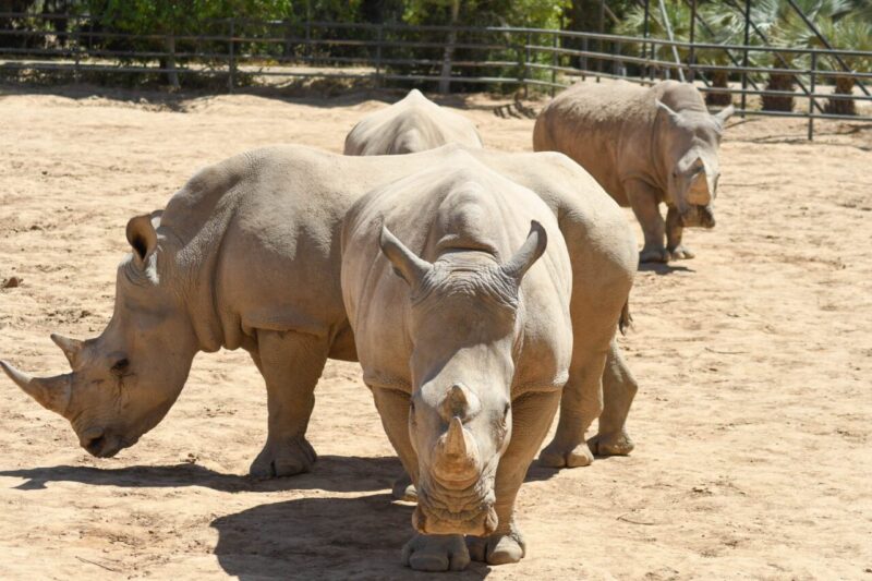 The 5 most ethical animal sanctuaries & zoos in Arizona