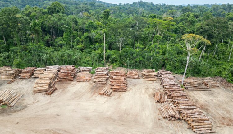 NAU Research Shows Only 25% of Tropical Rainforests Remain Intact