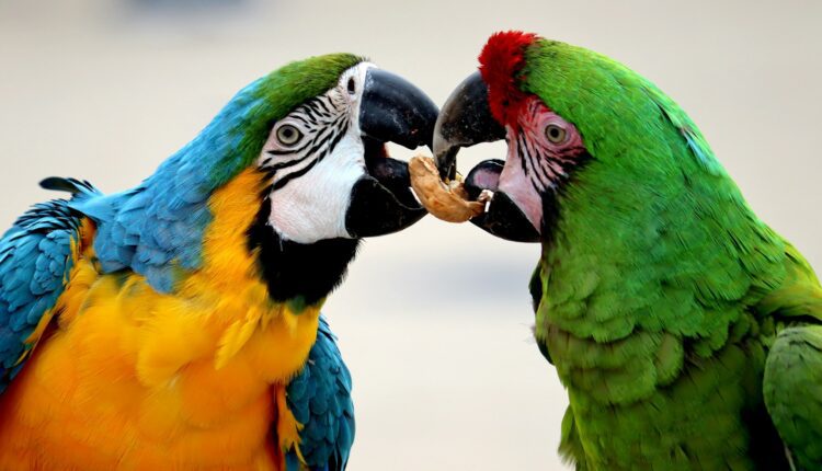 Two parrots sharing a peanut.