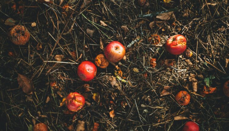 Transforming scraps to soil: Phoenix’s innovative recycling plan