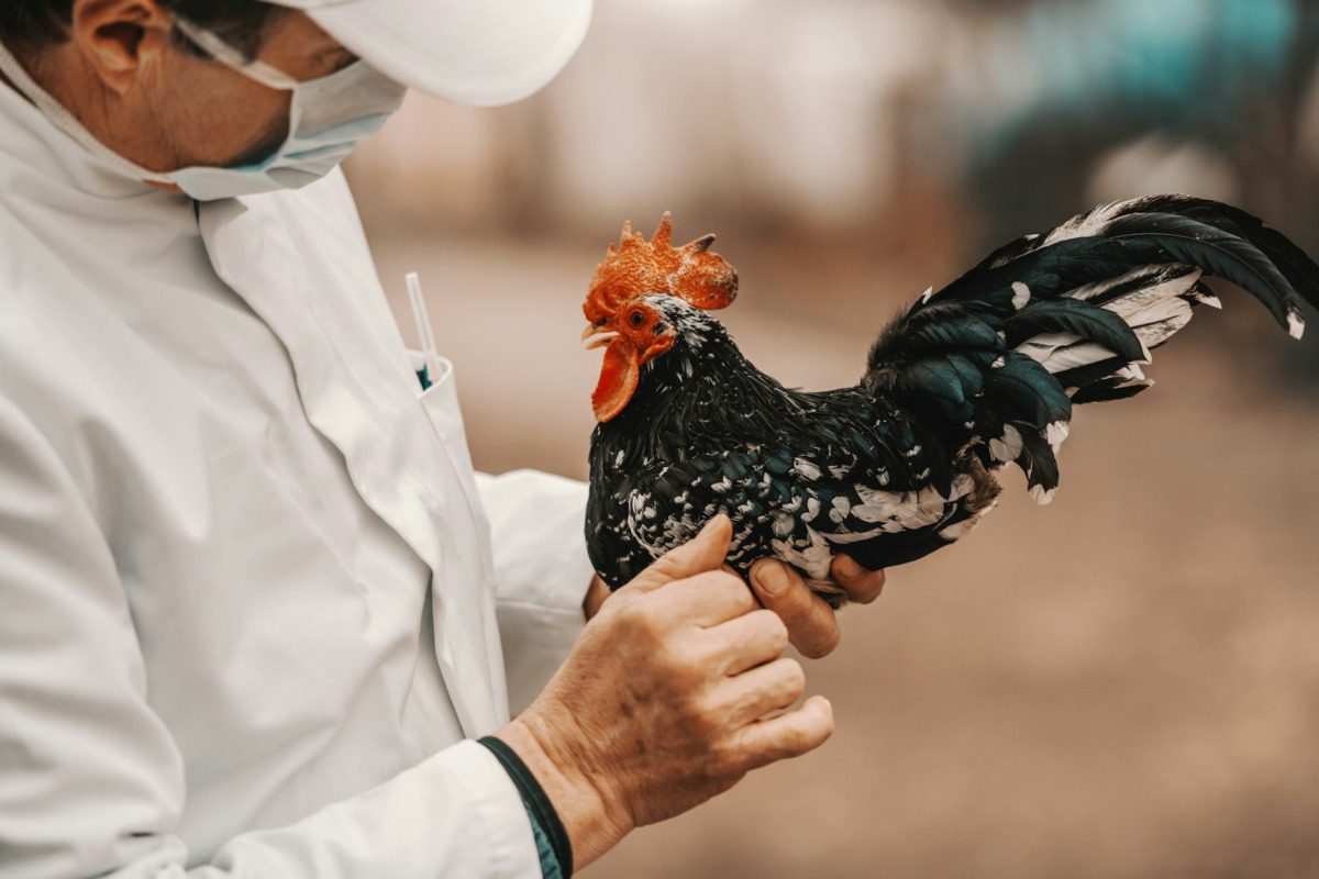 Man wearing a hat and mask holding a small chicken.
