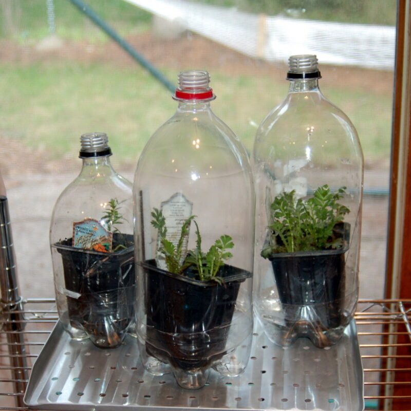 Your complete guide to container gardening in Arizona