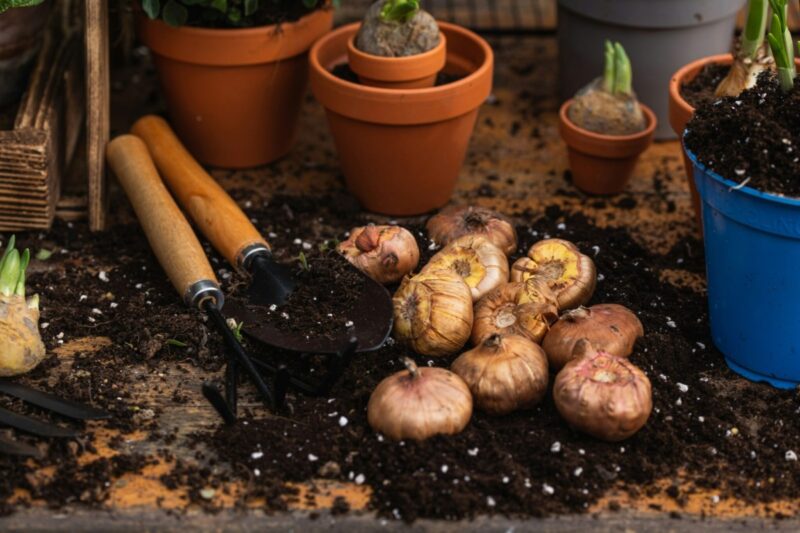 Your complete guide to container gardening in Arizona