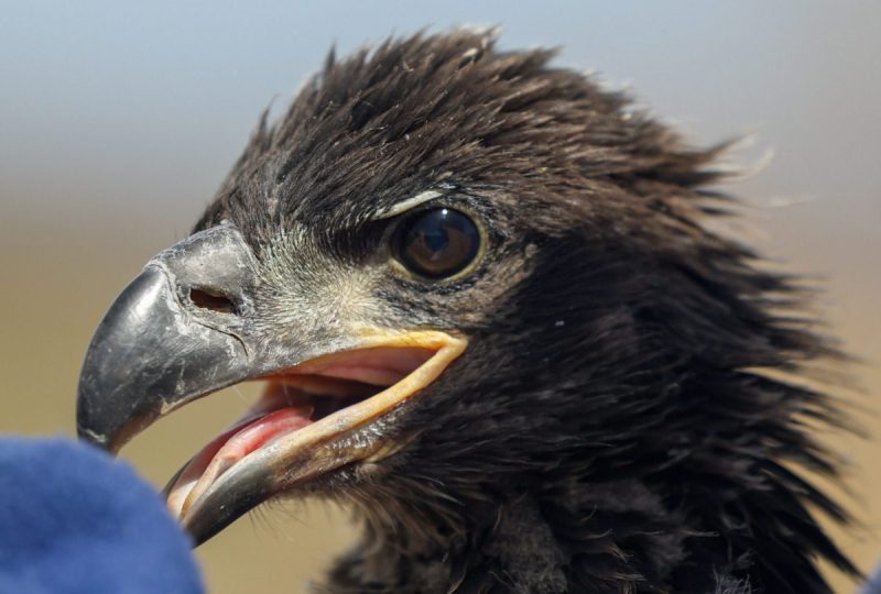 closeup of eaglet's head