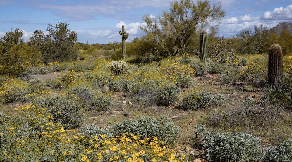 A field of flowers and cacti