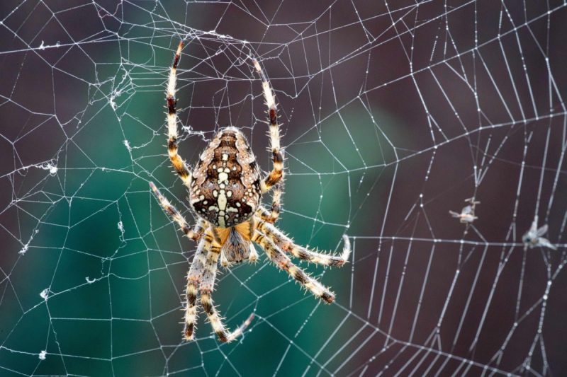 Close look at a garden spider in its web