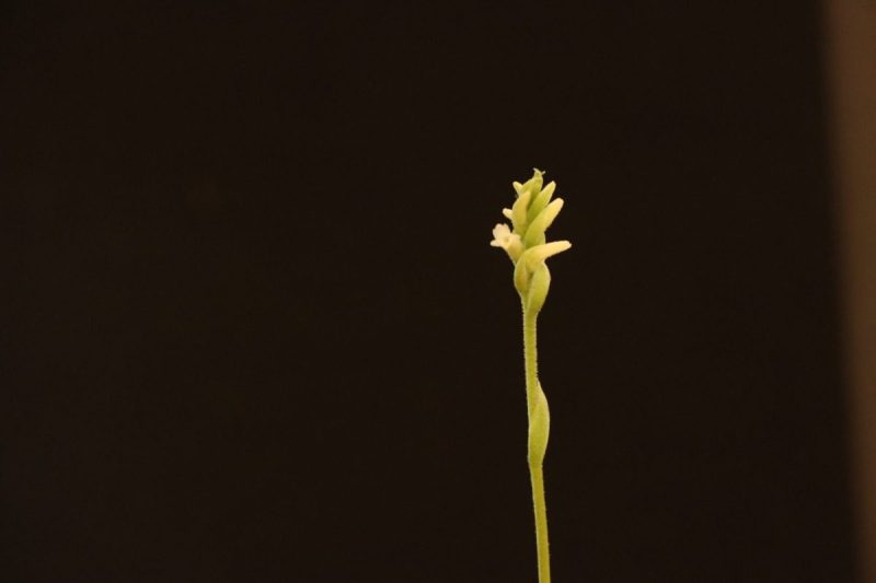 Canelo Hills Ladies’ Tresses orchid