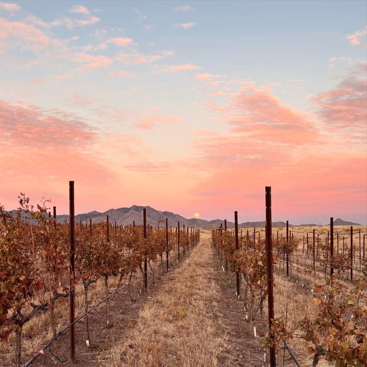 Rune Wineries in Sonoita, AZ