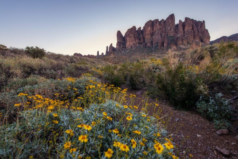 yellow wildlflowers in the foreground with a rocky canyon in the background