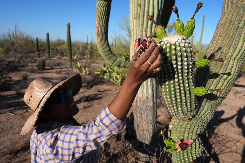 man picking fruit from saguaro cactus