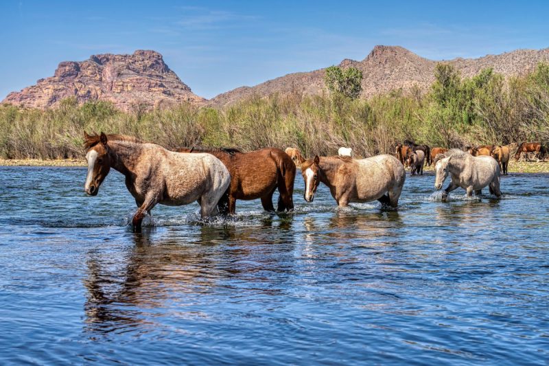 wild horses walking through a river