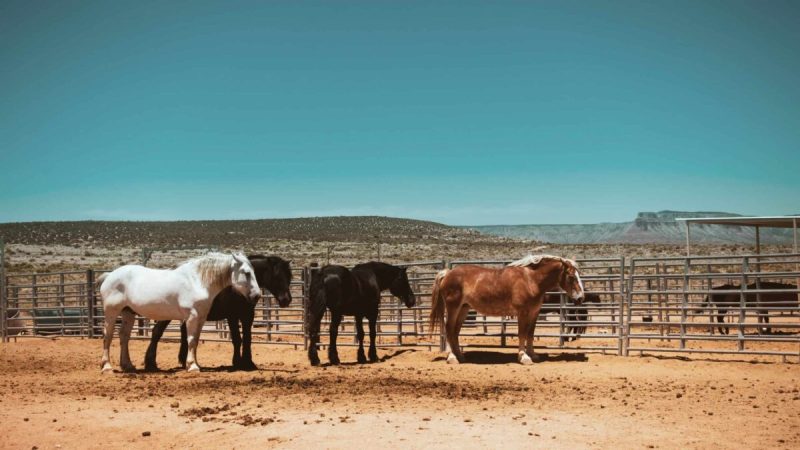 Copperstate Riding Club is coming to Gilbert
