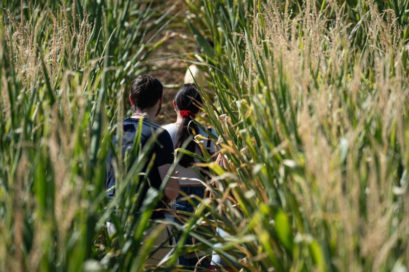people walking through a corn maze
