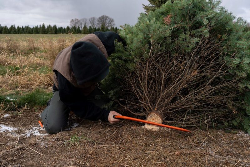 man cutting bottom of a pine tree from ground