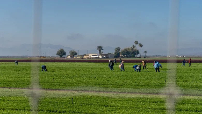 A group of farmworkers working in a field in Yuma