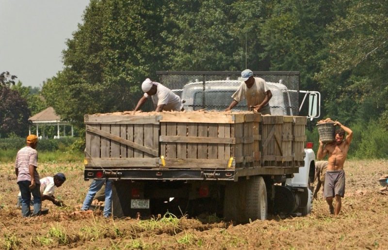 a group of men working in a field