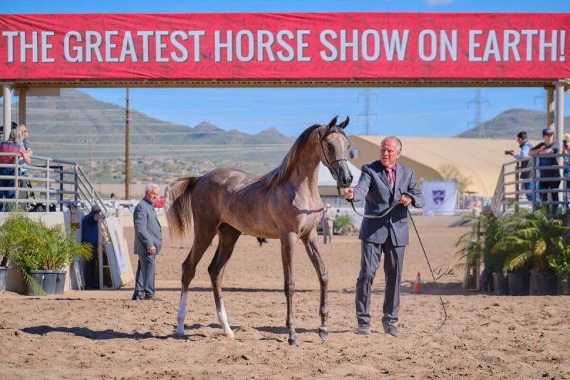 The Scottsdale Arabian Horse Show returns to WestWorld of Scottsdale from Feb. 12 to 22, bringing world-class competition, shopping, family-friendly experiences, and more than a few reasons for locals to finally check it out—even if they’ve never watched a horse show before.