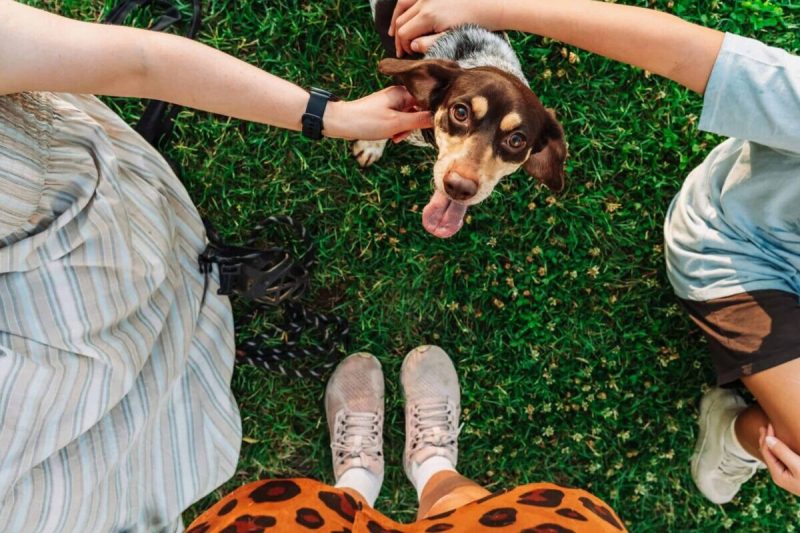 While Arizona is inherently a pup-friendly state with its incredible hiking trails and scenic walks, it also offers a wide range of dog parks for those who are looking for even more dog-friendly activities.