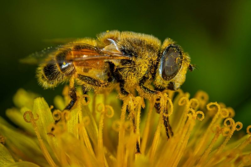 bee standing on top of a flower covered in pollen